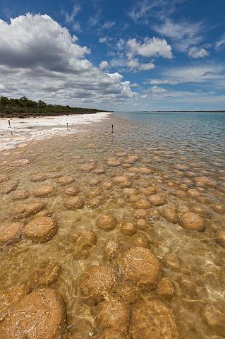 076 Lake Clifton, thrombolites.jpg